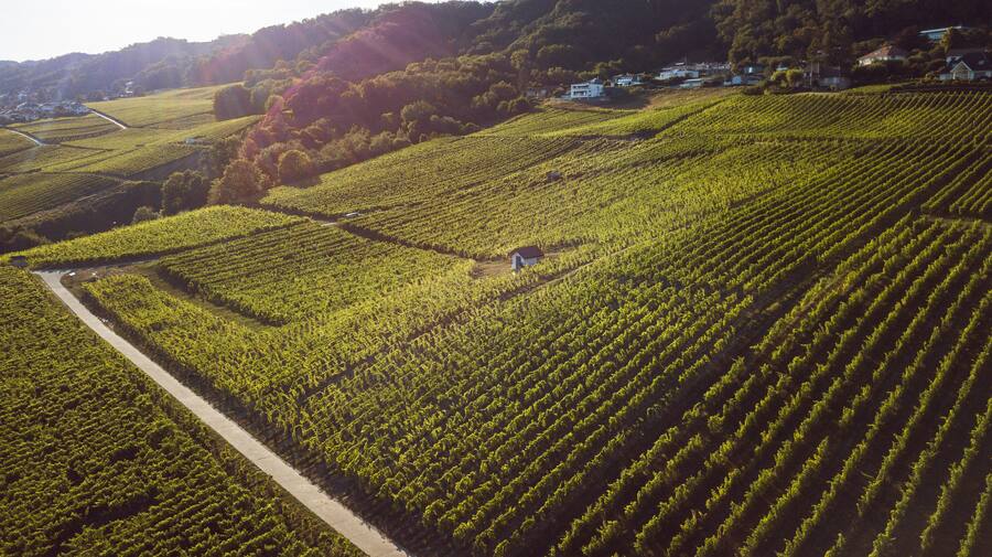Conservatoire Mondial du Chasselas Laura Paccot