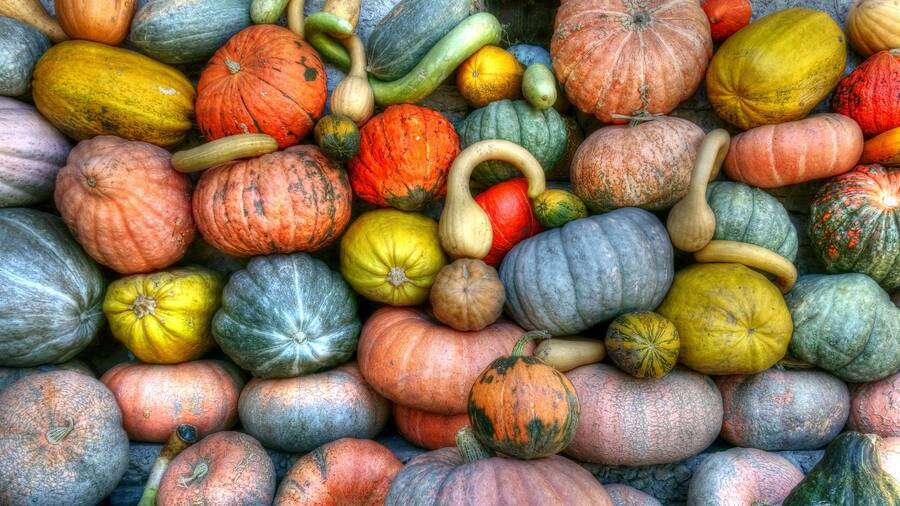 Courges automne