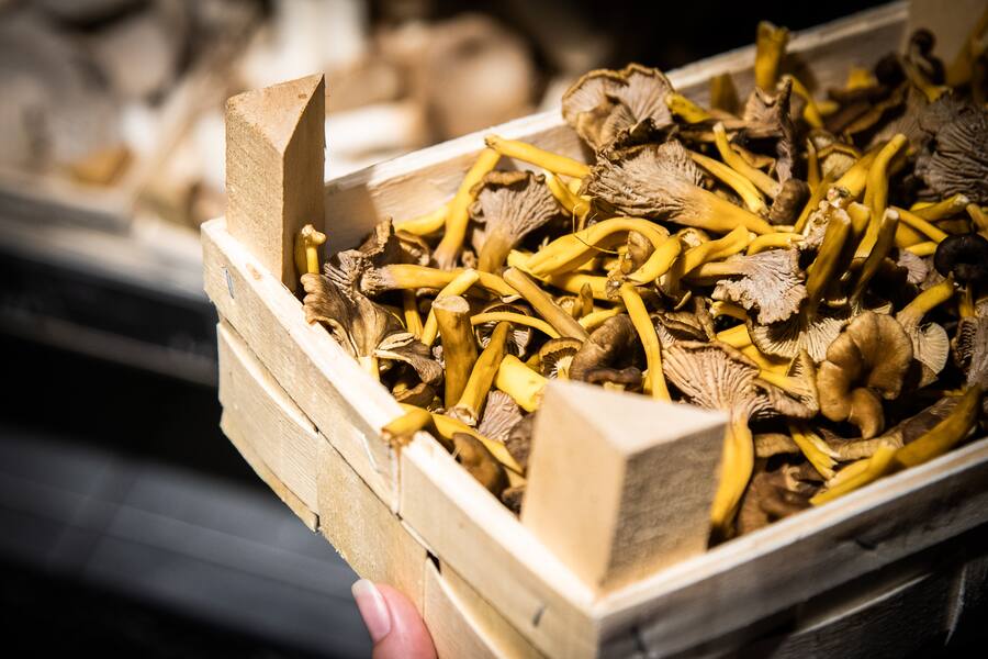 Experten-Interviews im Globus 2019