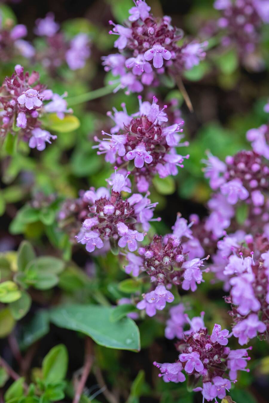 Gault Millau Channel, Kräuterweg Gstaad