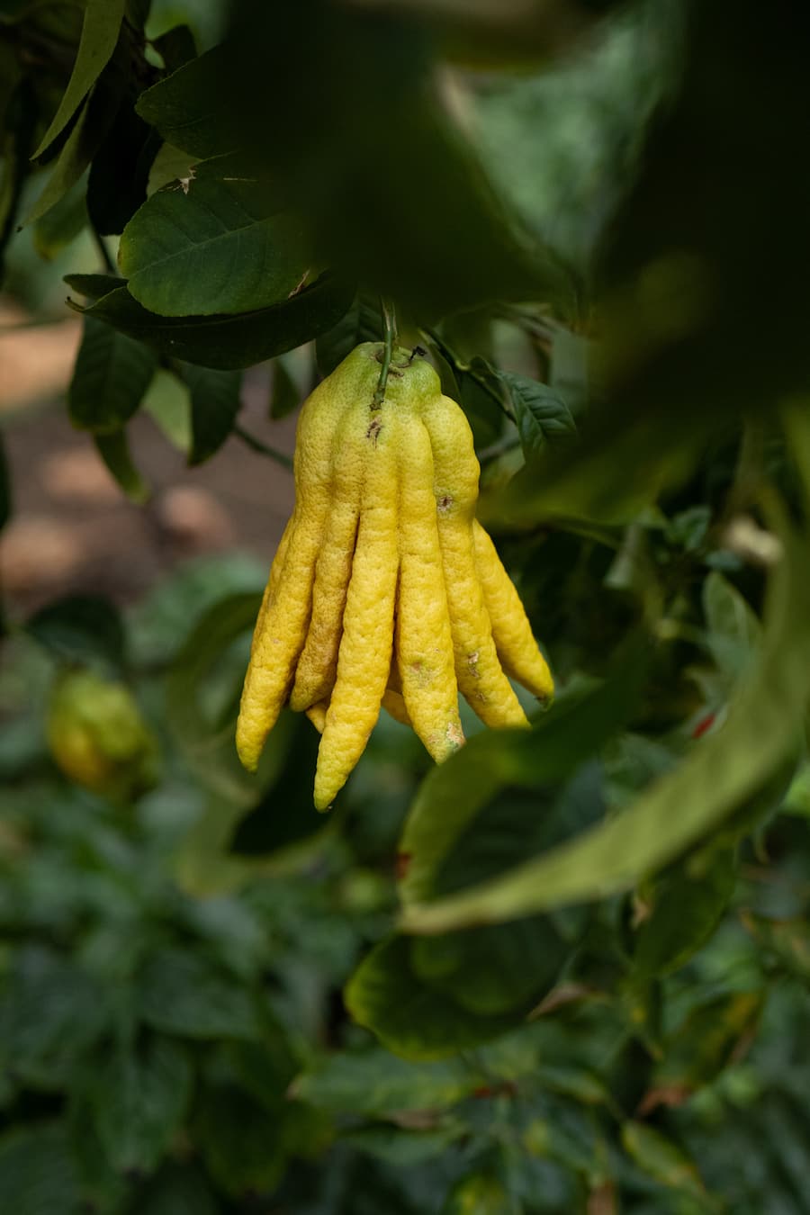 Finger Limes - Daniele Tortomasi Chefkoch - Tropenhaus in Wolhusen - Restaurant The Nucleus - 11. Dezember 2020 - Copyright Olivia Pulver