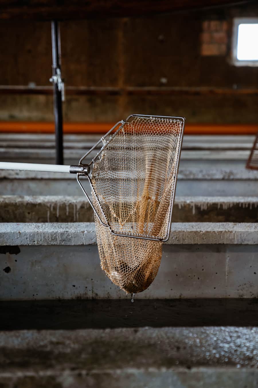 Forellenzucht Schwendi / Weisstannental - Meinrad Gmür, Fischzüchter -Roger Kalberer, Chef des Restaurants "Schlüssel" in Mels - Copyright Olivia Pulver - 25. Januar 2021