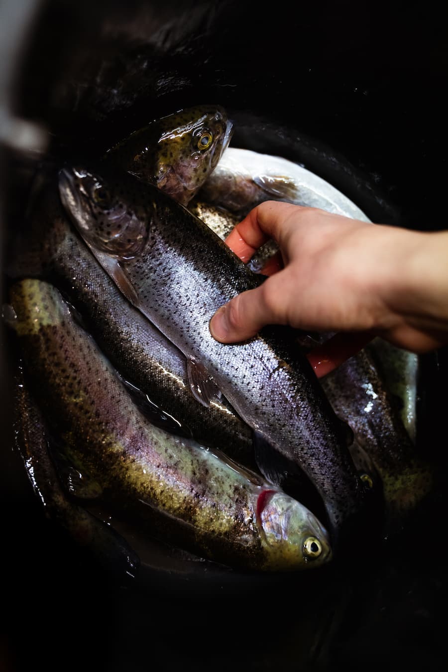 Forellenzucht Schwendi / Weisstannental - Meinrad Gmür, Fischzüchter -Roger Kalberer, Chef des Restaurants "Schlüssel" in Mels - Copyright Olivia Pulver - 25. Januar 2021