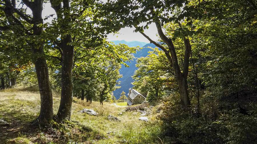 Forêt Lodano Unesco Tessin