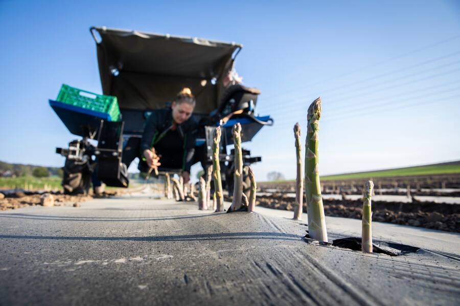 Frauenfelder Spargeln