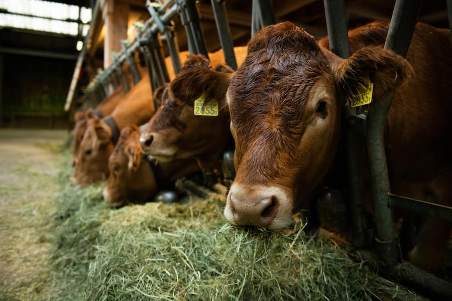 Gasthaus zum Gupf, Gastgeberpaar Manuela & Walter Klose, Schweizer Fleisch, 8. Juli 2021, Rehetobel AR auf dem Hof mit Pächter Albert Zähner