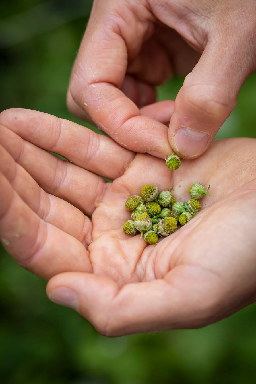 Gault Millau Channel, Kräuterweg Gstaad