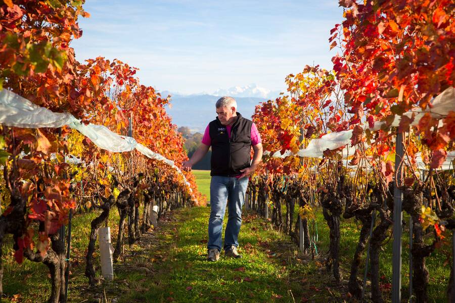 Philippe Bovet vigneron vaudois
