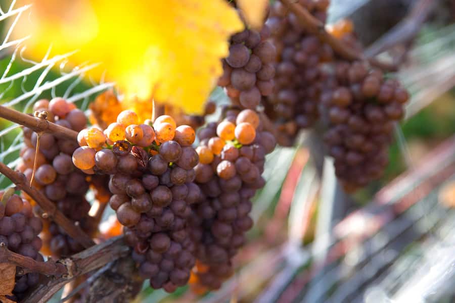 Vignes de Philippe Bovet