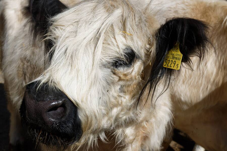 BREGANZONA, 20.05.2021 - Galloway Rinder. Mauro Prada (Prada alimentari SA, Bioggio) besucht mit Alessandro Boleso (Chef Grand Hotel Villa Castagnola) und Frank Oerthle (Chef Ristorante Galleria Arte al Lago) die Azienda Crespera von Guido Bernasconi. copyright by www.steineggerpix.com / photo by remy steinegger