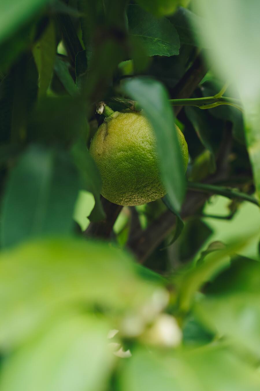 Giardino Ascona - Restaurant Hide&Seek - Chefkoch Adrian Bührer - Ayurvedische Küche - 18. Juni 2020 - Copyright Olivia Pulver