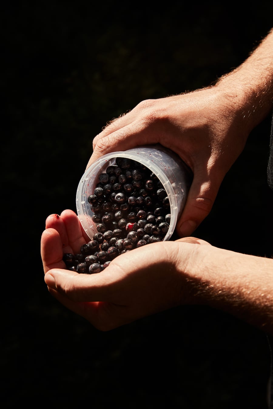 Heidelbeeren Mitja Birlo