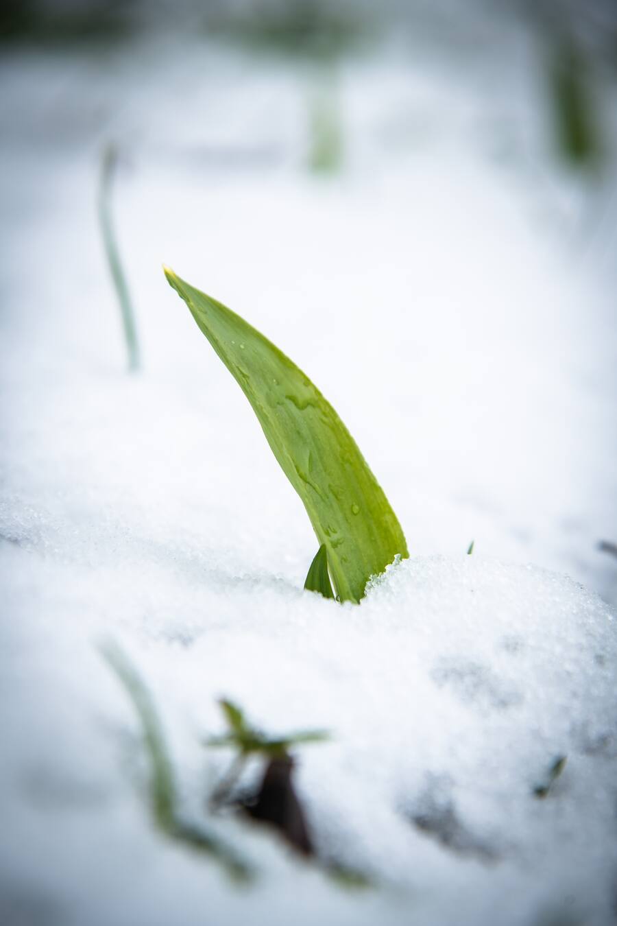 Jeroen Achtien 2021: Bärlauch
