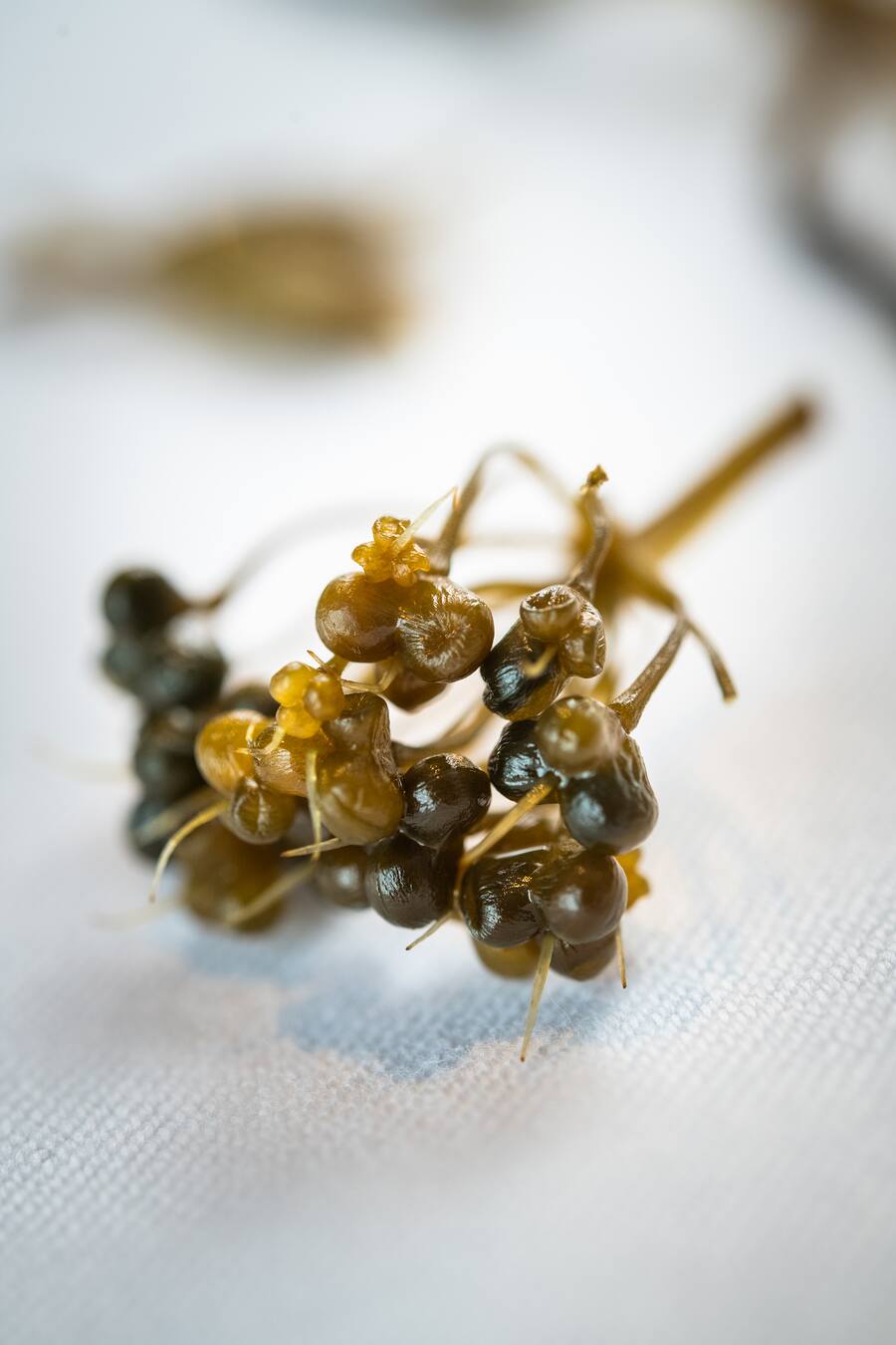 Jeroen Achtien 2021: Eingemachtes