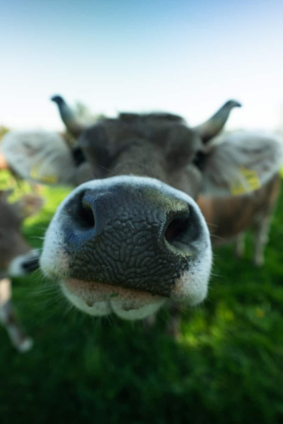 Jeroen Achtien Vitznauerhof Jasmin Ueli-Hof