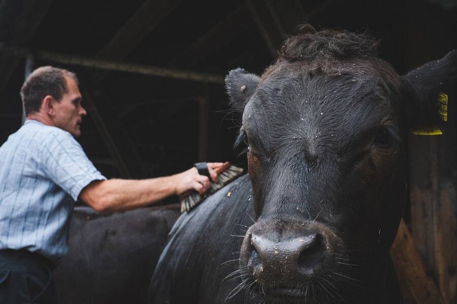 Kabier, Sepp Dähler, Stein AR, Appenzell, Appenzeller Bier, Fleisch, Rind, Kobe, Viehzucht, Schweizer Fleisch, Proviande, Martin Dalsass, Andrea Dalsass, Kevin Fernandez, Talvo, St. Moritz, Champfèr