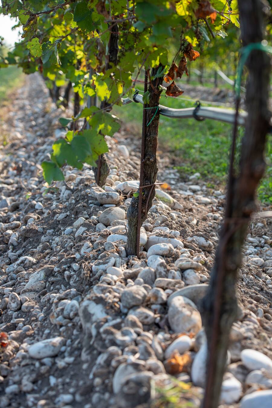 Rebberge aug Flussschwemmland auf Kieselbeet