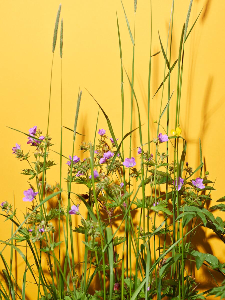 La Pinte des Mossettes