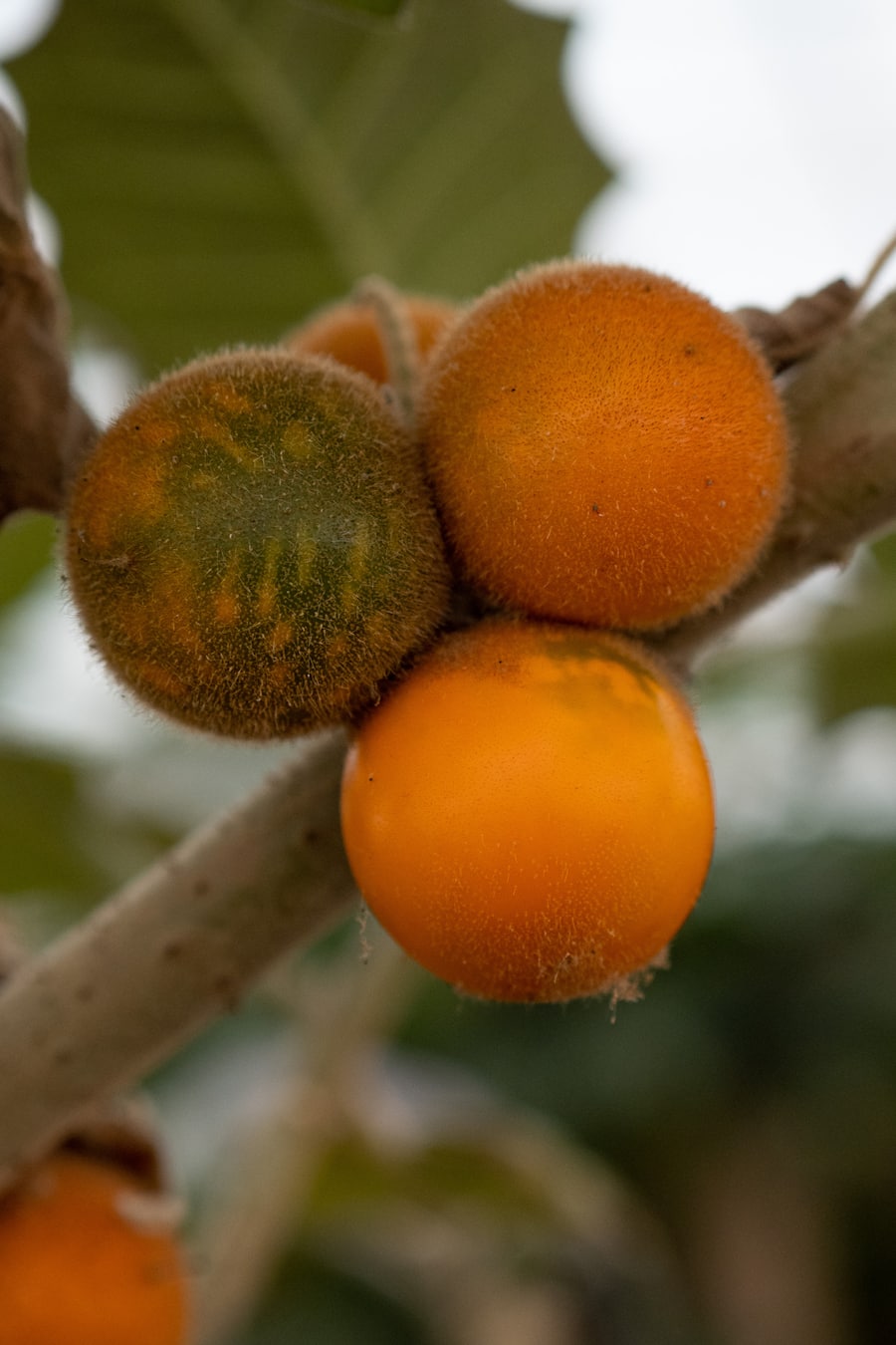 Lulo - Daniele Tortomasi Chefkoch - Tropenhaus in Wolhusen - Restaurant The Nucleus - 11. Dezember 2020 - Copyright Olivia Pulver