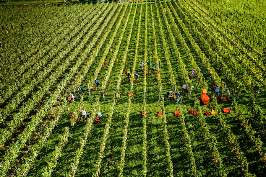 Malans, 17.09.2018, Bei herrlichem âWimmelwetterâ sind Wimmlerinnen und Wimmler voll bei der Arbeit am Montag, 17. September 2018, in Malans. (Nicola Pitaro).