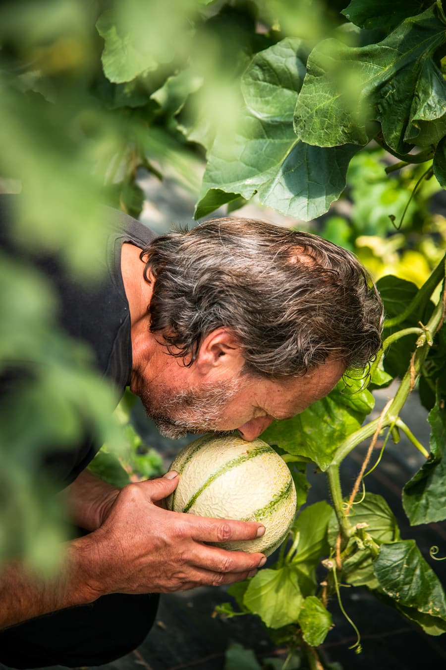 Marcel Foffa Produziert Schweizer Melonen 2020: Silvio Germann besucht ihn.