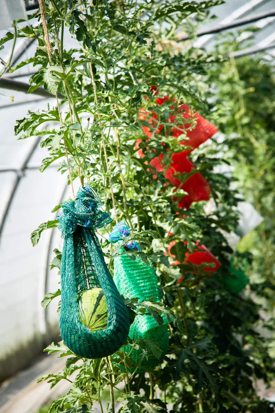 Marcel Foffa Produziert Schweizer Melonen 2020: Silvio Germann besucht ihn.