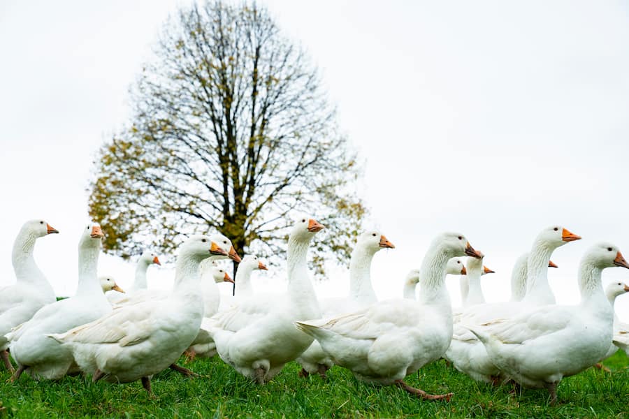 Martinigaense, auf Hof von Cyrill Sueess, in Ballwil LU
