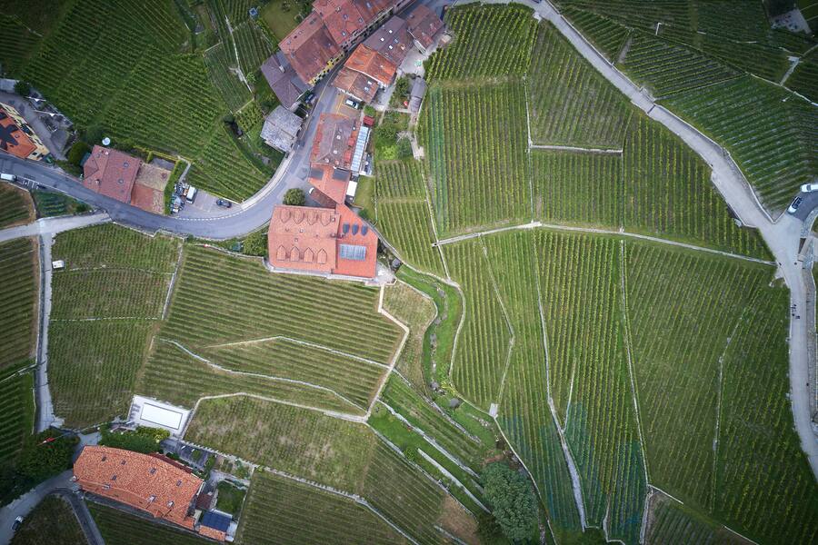 Epesses, le 6 septembre 2019 Domaine Luc Massy © sedrik nemeth