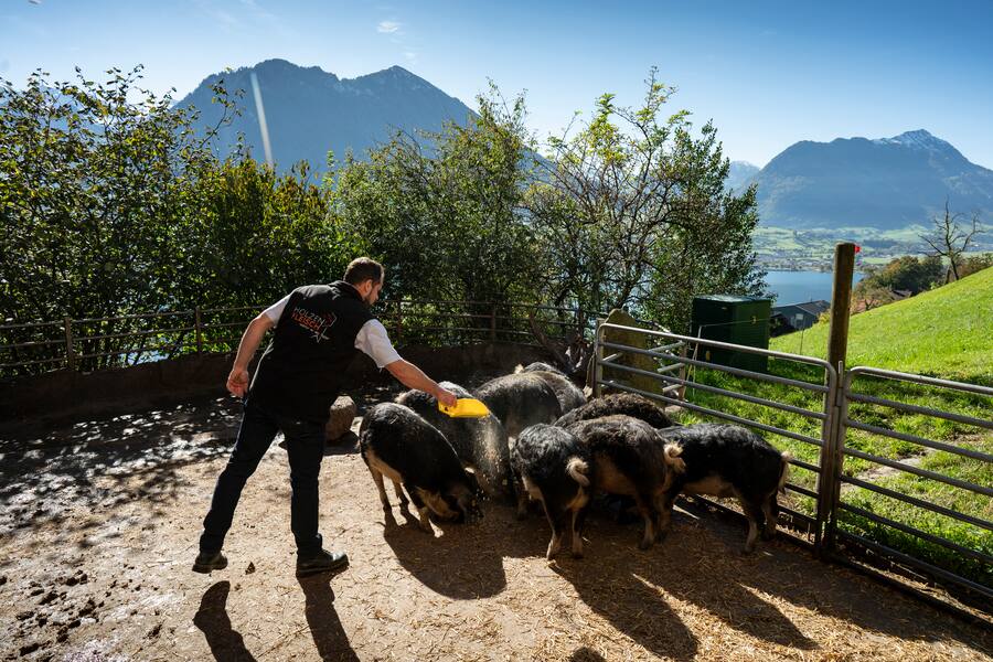 Buergenstock Produzenten, Mike Wehrle besucht Stefan Mathis - Holzenfleisch, Wollschweine