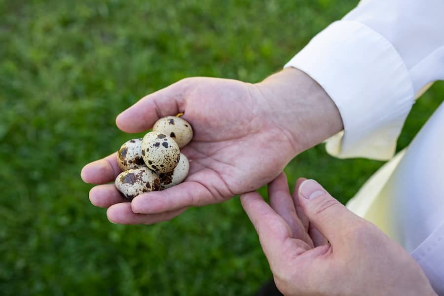 Buergenstock Produzenten, Mike Wehrle besucht Ariane Nickelt - Wachteln