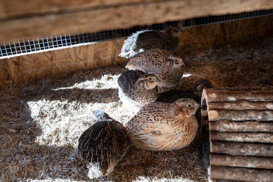 Buergenstock Produzenten, Mike Wehrle besucht Ariane Nickelt - Wachteln