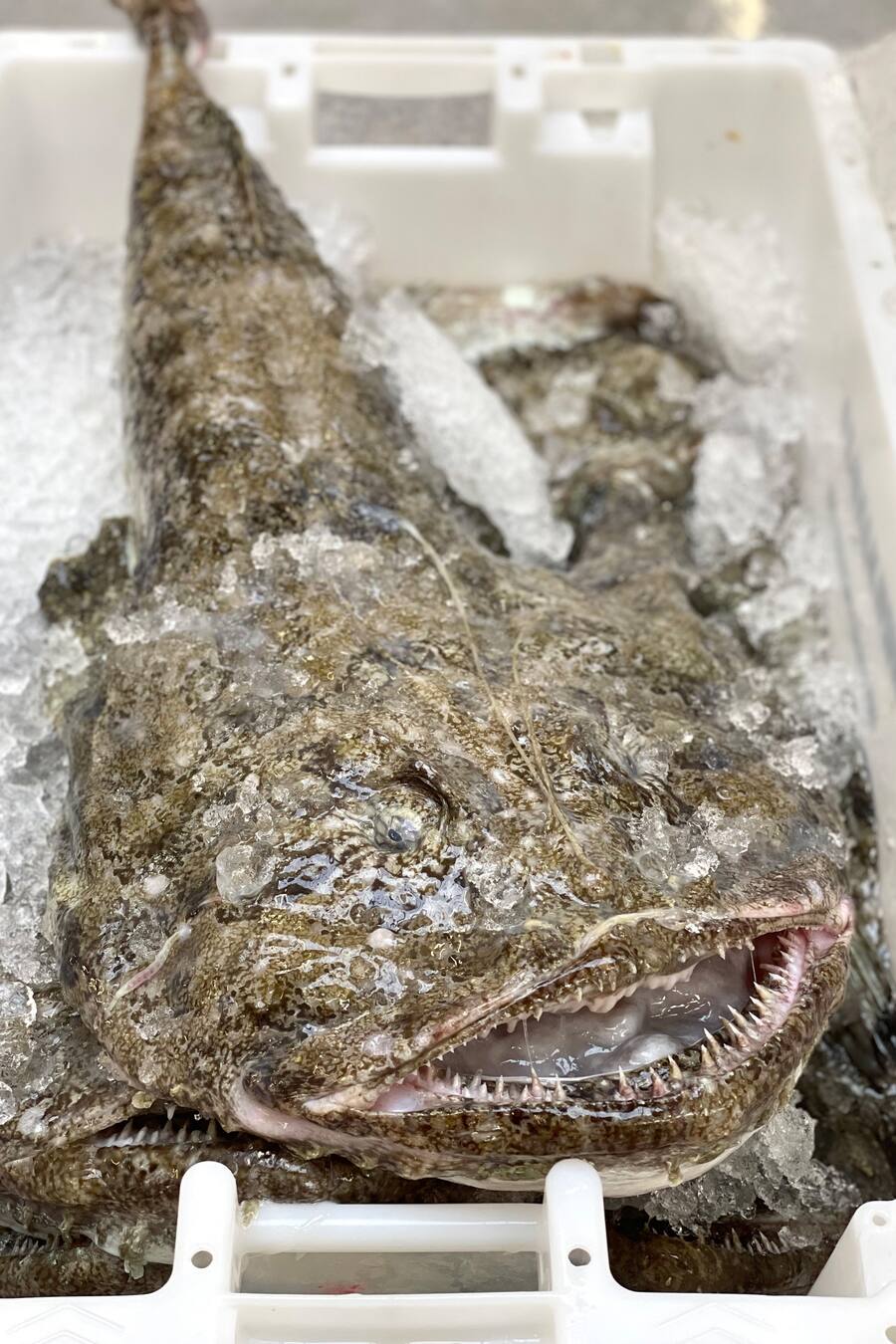 Luca Bianchi Bianchi AG Faröer Inseln