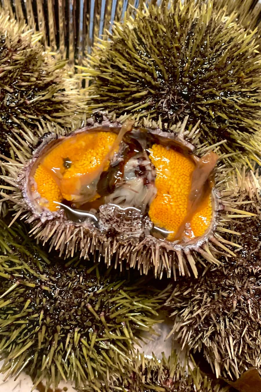 Luca Bianchi Bianchi AG Faröer Inseln