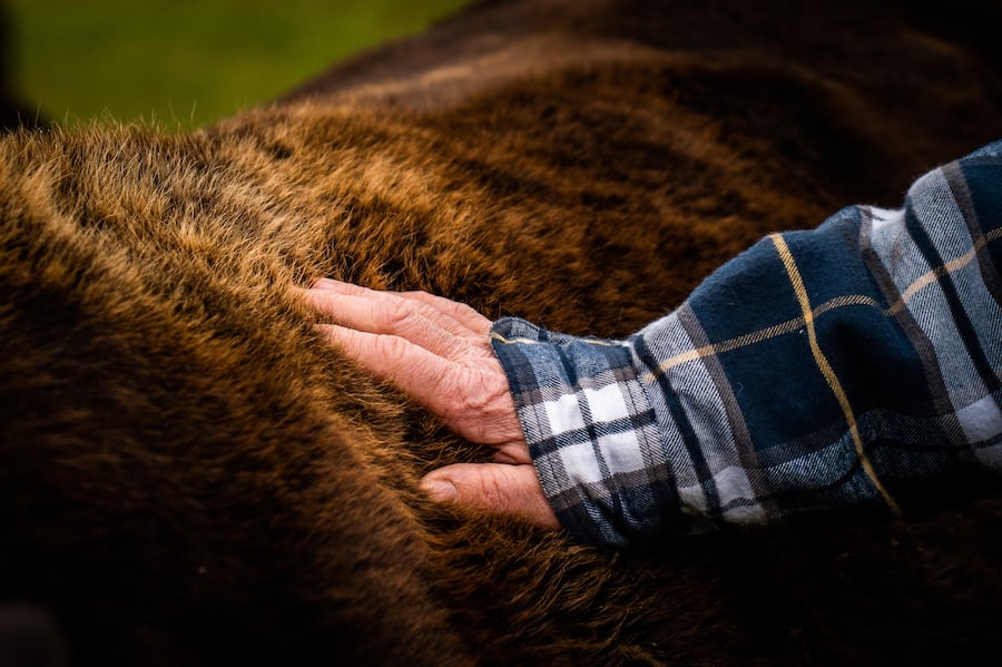 Hansruedi Zimmermann mit seinen Wgyu-Rindern 2021