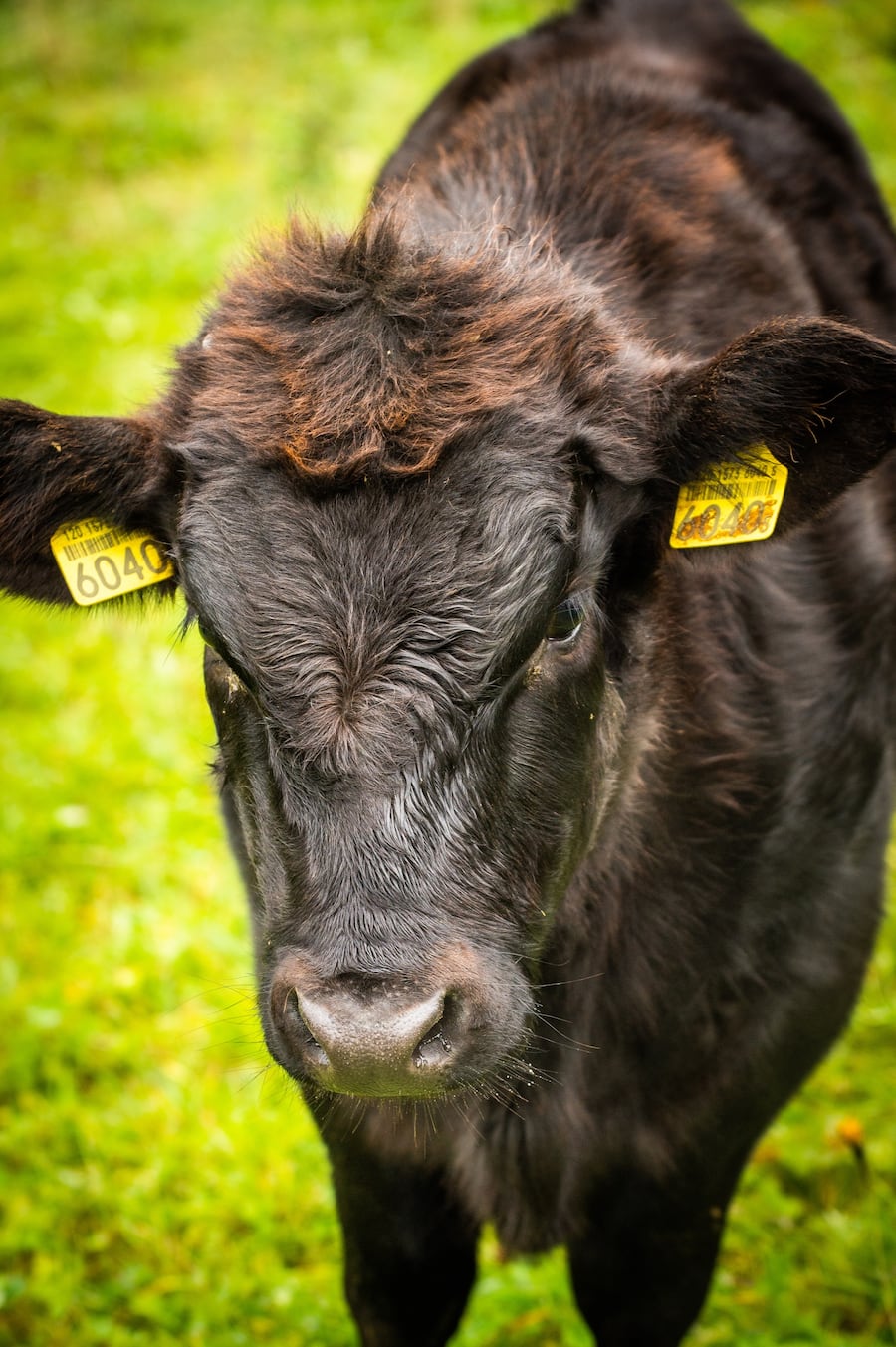 Hansruedi Zimmermann mit seinen Wgyu-Rindern 2021