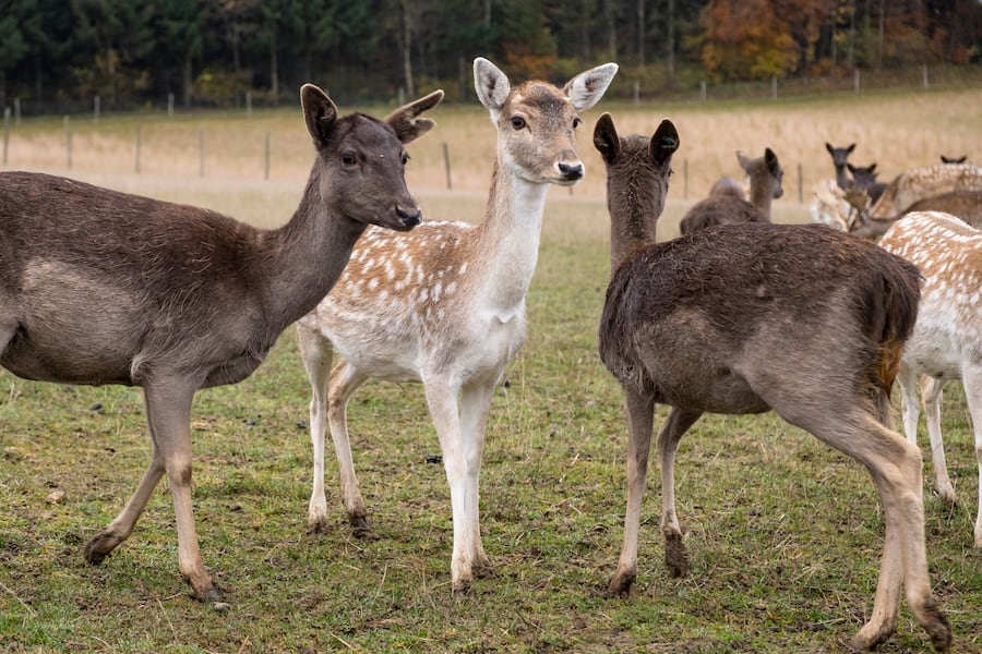 Schweizer Fleisch Rafael Rodriguez bei Produzent Alexandre Benoit November 2021
