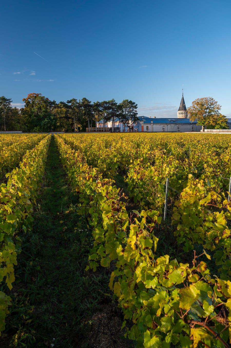Clos Pompadour, Weinberglage hinter den Kellereien, mitten in der Sadt