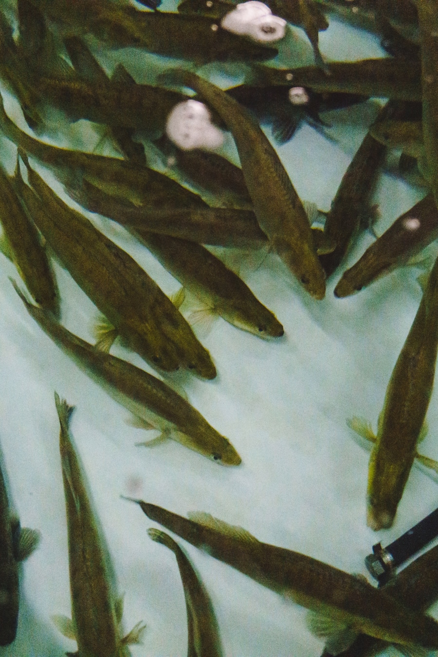 Swifish AG Leuk (VS) - Besuch der Fischzucht Alpen-Zander mit Bianchi und den Igniv-Chefs - Bianchi: Marina Hofmann, Luca Bianchi - Igniv: Marcel Skibba, Silvio Germann, Daniel Zeindlhofer - 31.1.2022 - Copyright Olivia Pulver