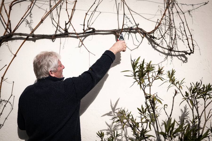 Le vigneron Christian Dugon, taille une cèpe de vigne devant sa maison, le mardi 15 février 2022 à Bofflens. (© Gabriel Monnet/ Gault & Millau)