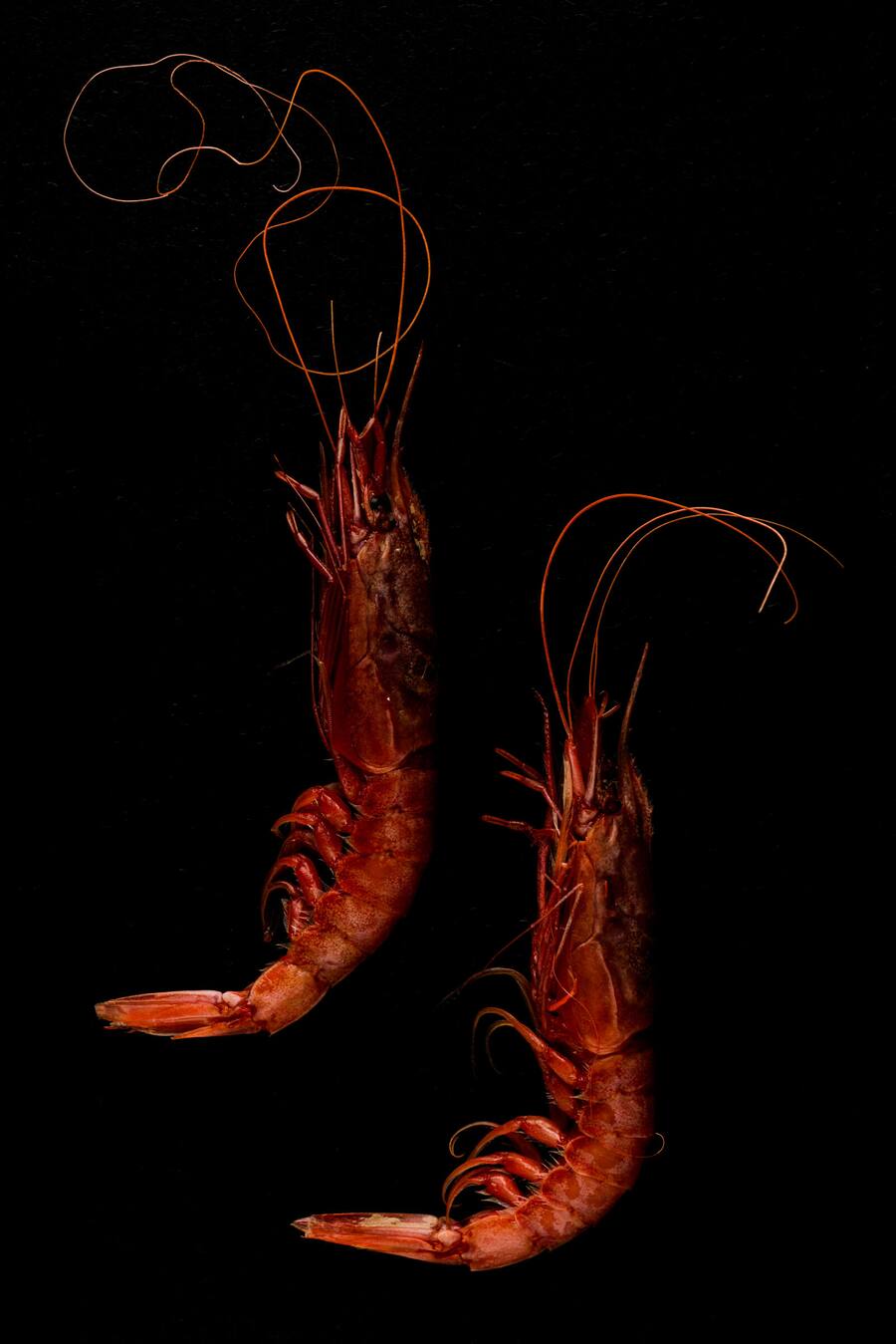 Gambero Rosso - Luma Delikatessen, Seafood Sortiment - Marco Tessaro und Lucas Oechslin - Zürich - Donnerstag, 4.3.2021 - Copyright Olivia Pulver Luma, Seafood, Fisch © Olivia Pulver