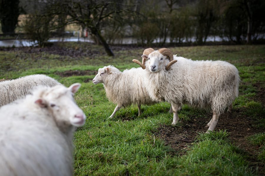 Les moutons que le vigneron Steve Bettschen amène dans ses vignes en temps voulu sont photographiés, le mardi 15 février 2022 à La Sarraz. (© Gabriel Monnet/ Gault & Millau)
