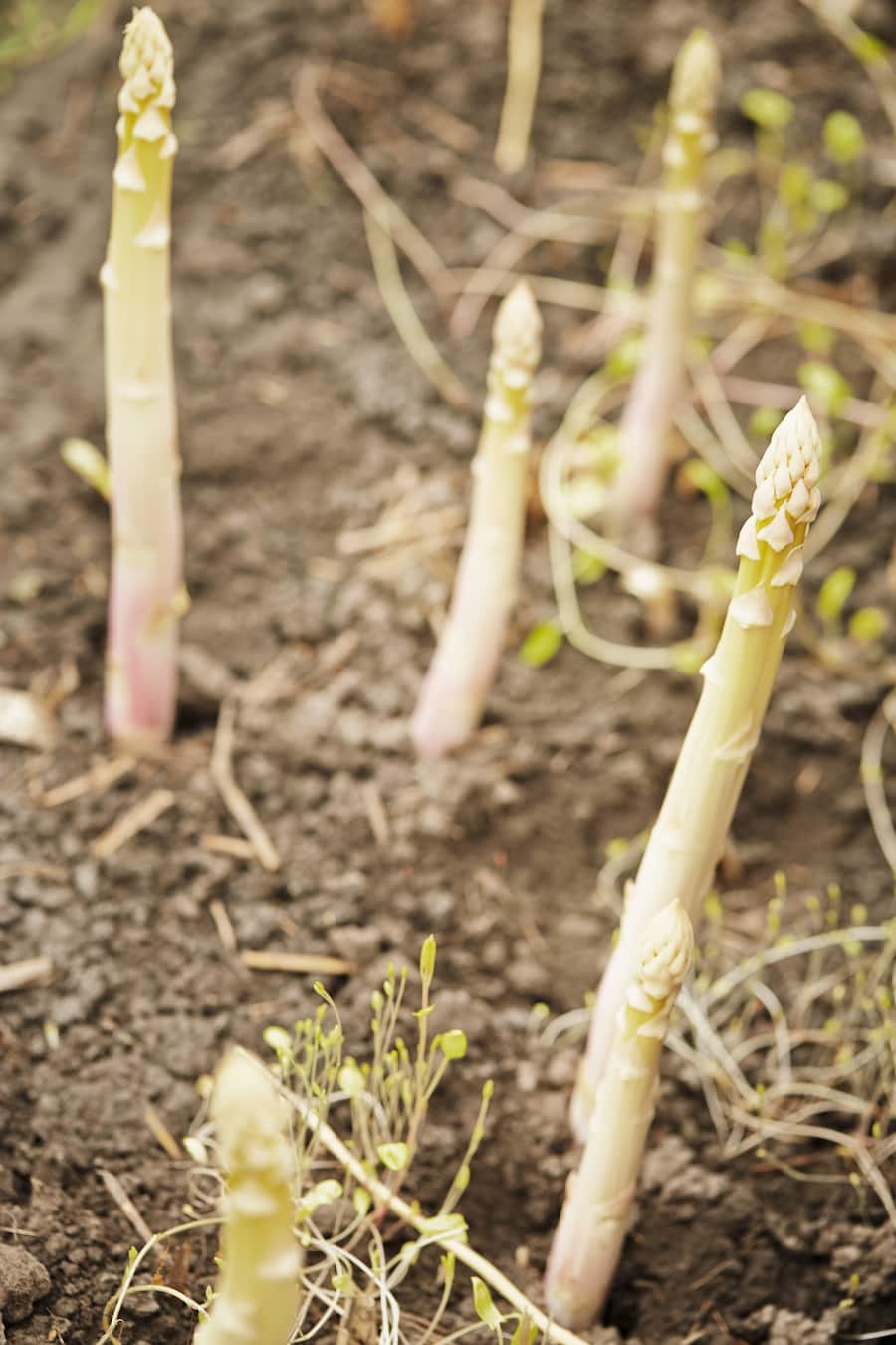 Von Tscharner Spargel