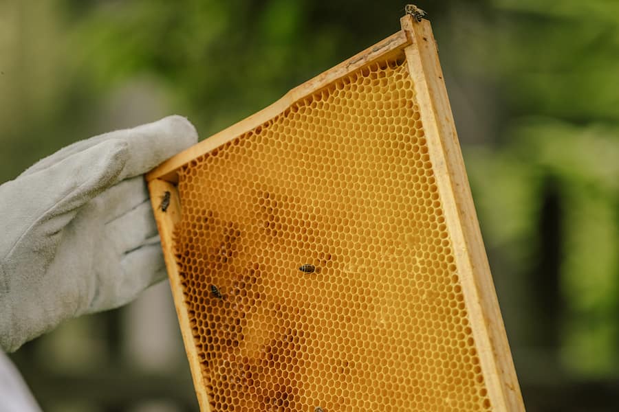 Hansjörg Ladurner ist Imker 2022