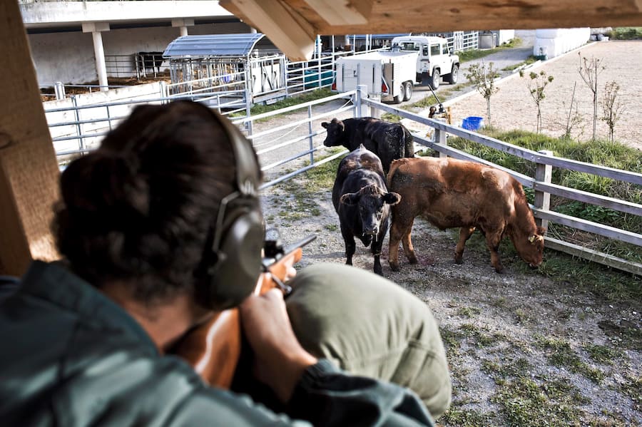 Nils Muller is the only farmer allowed to kill his beefs with a gun in his farm. Nils Muller est le seul fermier de Suisse a etre autorise a tuer par arme a feu les boeufs qu'il eleve. Reconstitution a l'identique de la phase d'abattage. Forch, Suisse. 28 septembre 2016. Bauernhof Zur chalte Hose, Claudia Wanger und Nils Müller. Die Rinder in der vertrauten Abschusskoppel. Kurz vor dem finalen Schuss.
