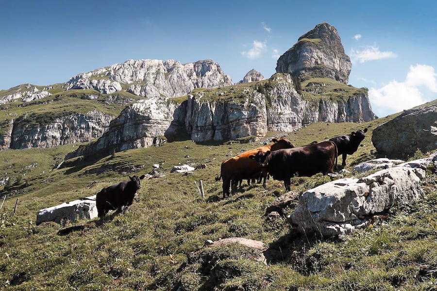 Bauernhof «Zur chalte Hose», die Kuhherde auf der Alp im Muotatal