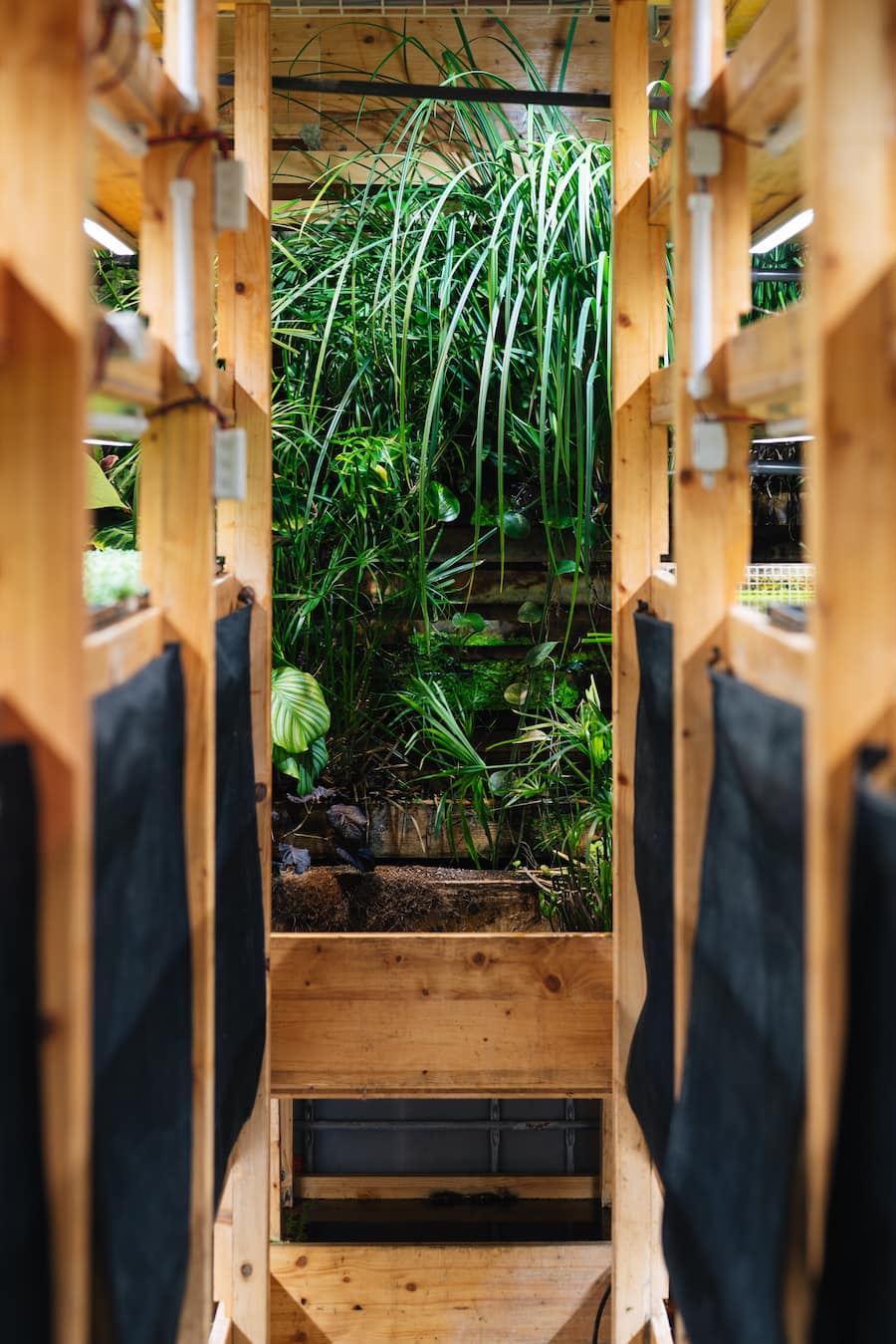 Umami & Bianchi - Züri-Buntbarsche leben in der Kreislaufanlage von Umami, wo Microgreens produziert werden. - Copyright Olivia Pulver - 12. Mai 2022