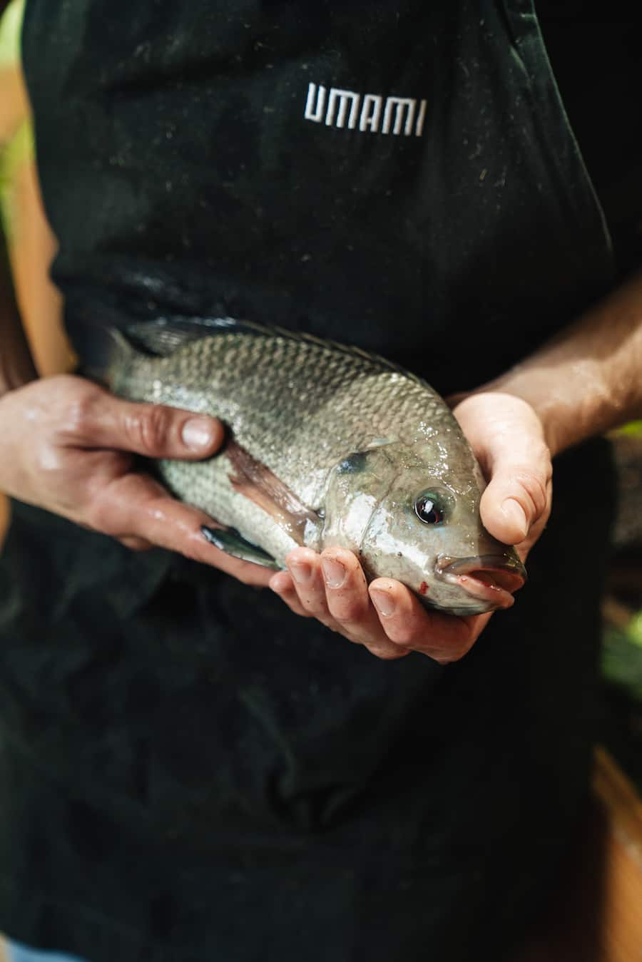 Züri-Buntbarsch - Umami & Bianchi - Züri-Buntbarsche leben in der Kreislaufanlage von Umami, wo Microgreens produziert werden. - Copyright Olivia Pulver - 12. Mai 2022