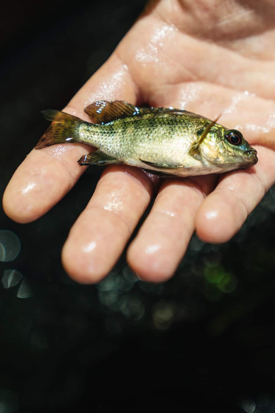Züri-Buntbarsch - Umami & Bianchi - Züri-Buntbarsche leben in der Kreislaufanlage von Umami, wo Microgreens produziert werden. - Copyright Olivia Pulver - 12. Mai 2022