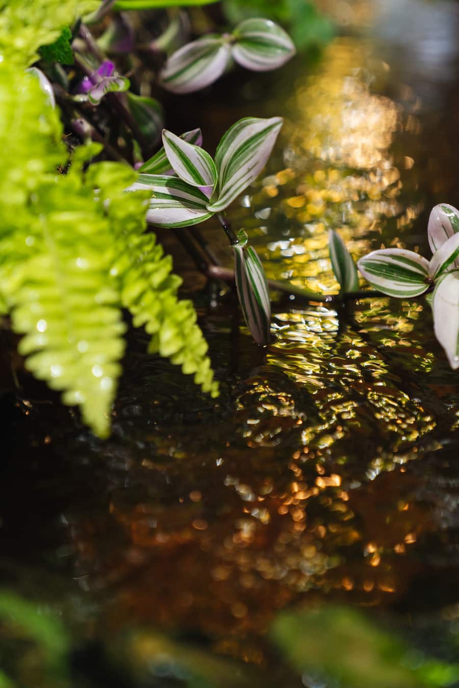 Umami & Bianchi - Züri-Buntbarsche leben in der Kreislaufanlage von Umami, wo Microgreens produziert werden. - Copyright Olivia Pulver - 12. Mai 2022