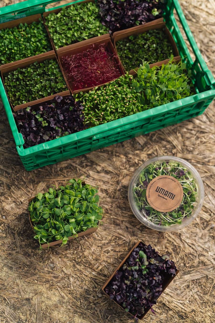 Sakura-Mix (Microgreens) - Umami & Bianchi - Züri-Buntbarsche leben in der Kreislaufanlage von Umami, wo Microgreens produziert werden. - Copyright Olivia Pulver - 12. Mai 2022